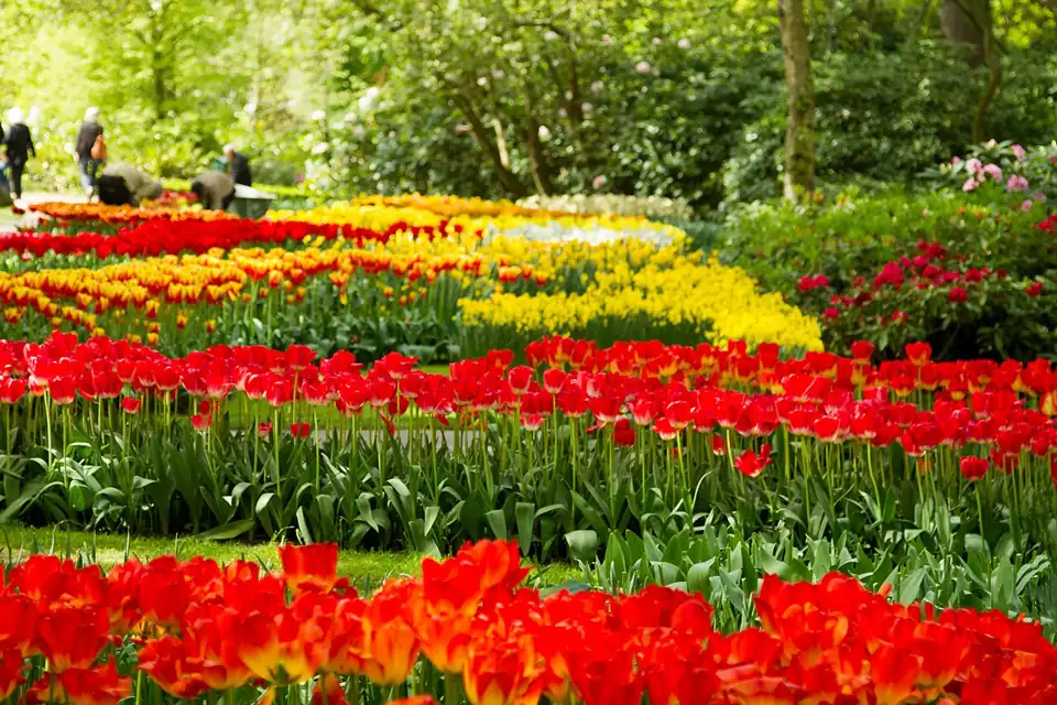 Photo: Keukenhof tulips