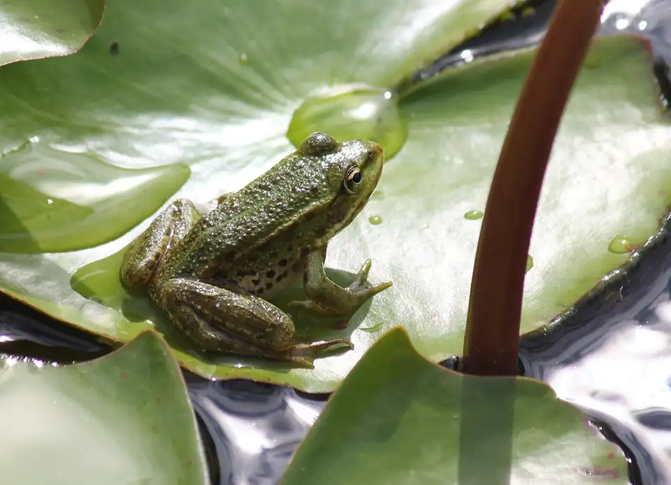 Photo: Frog on Lily Pad