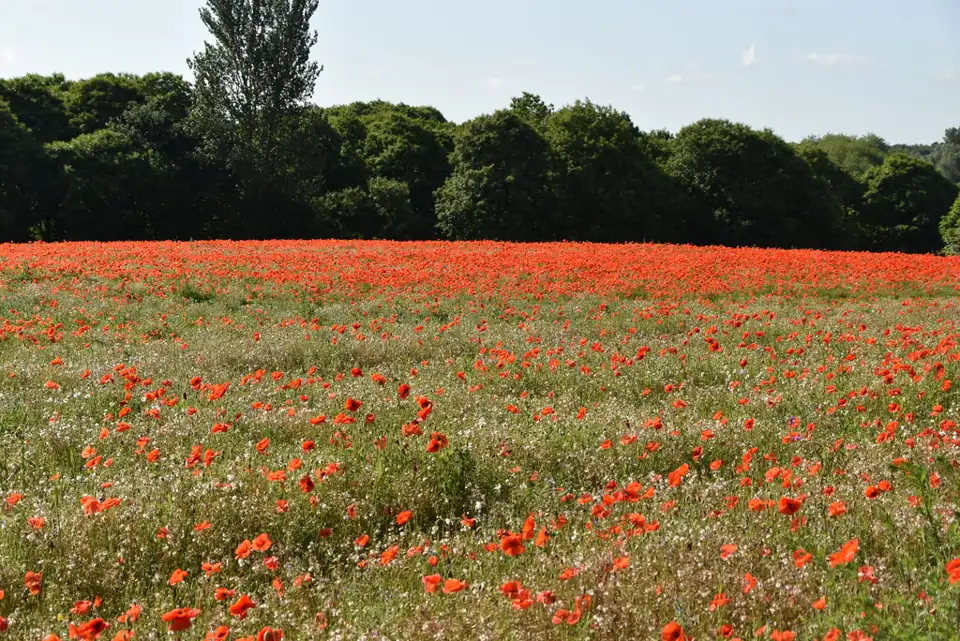 Photo: Poppy and wild flower meadow - geograph.org.uk