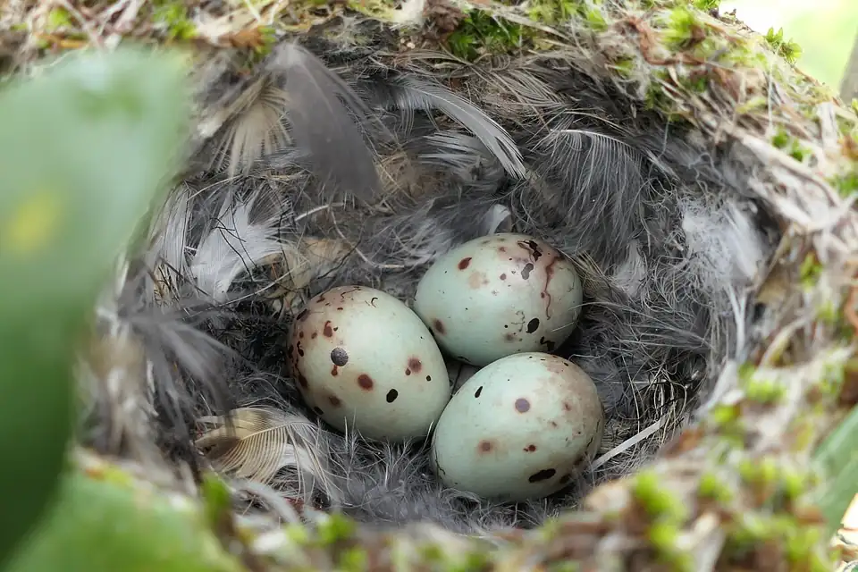 Rainbow Nest
