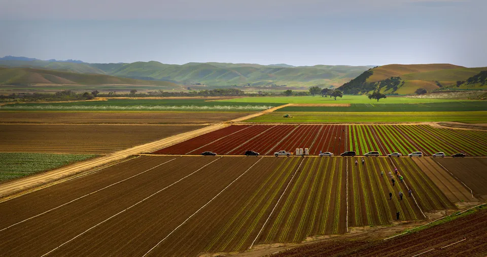 Rows of vegetable fields in California's Salinas Valley