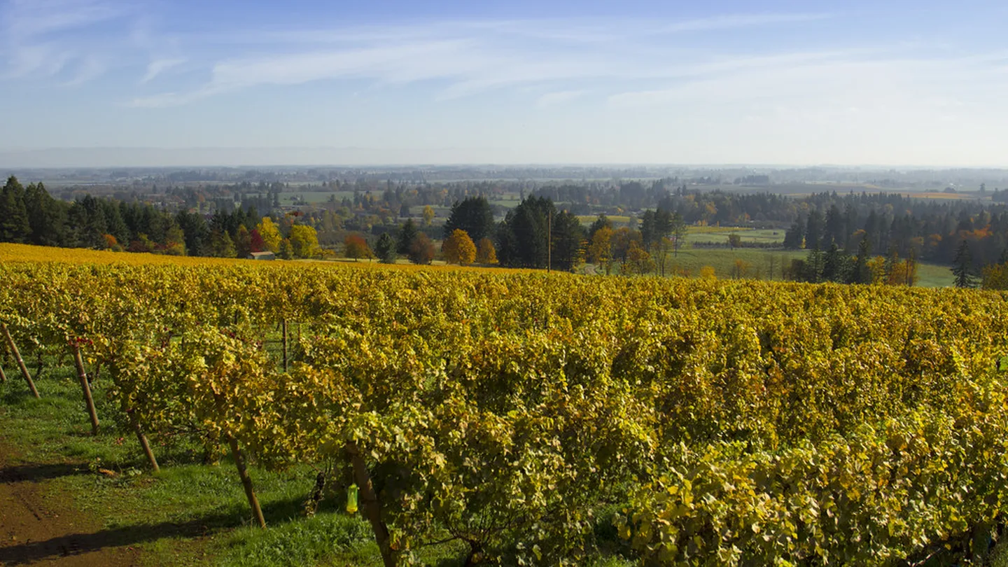 Vineyard rows turning gold under an autumn sky