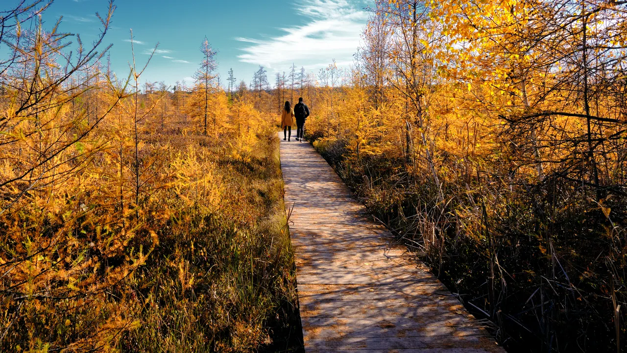 Mer Bleue Bog, a protected peatland near Ottawa.
