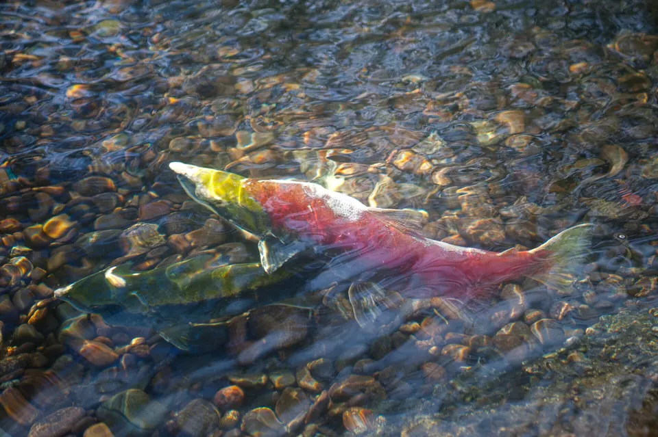 A sockeye swims over a chum salmon at the Weaver Creek Spawning Channel in B.C.